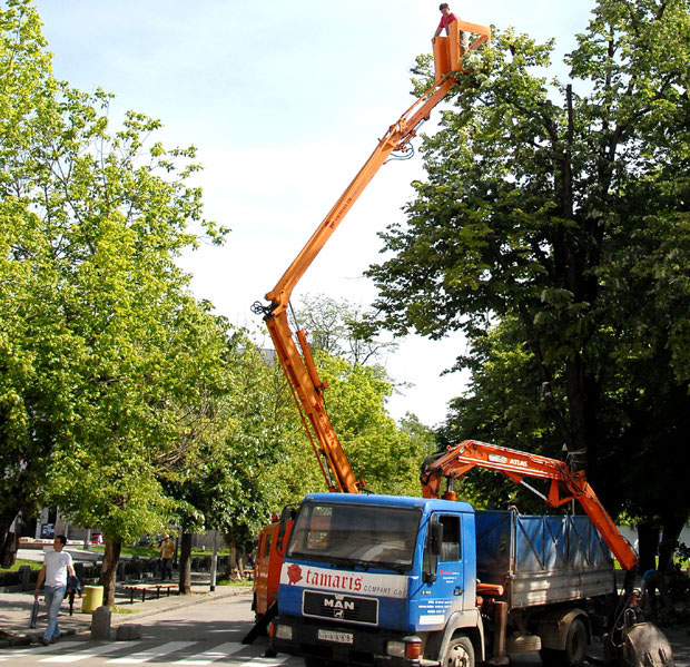 Дрвеће дробе па облажу саднице
